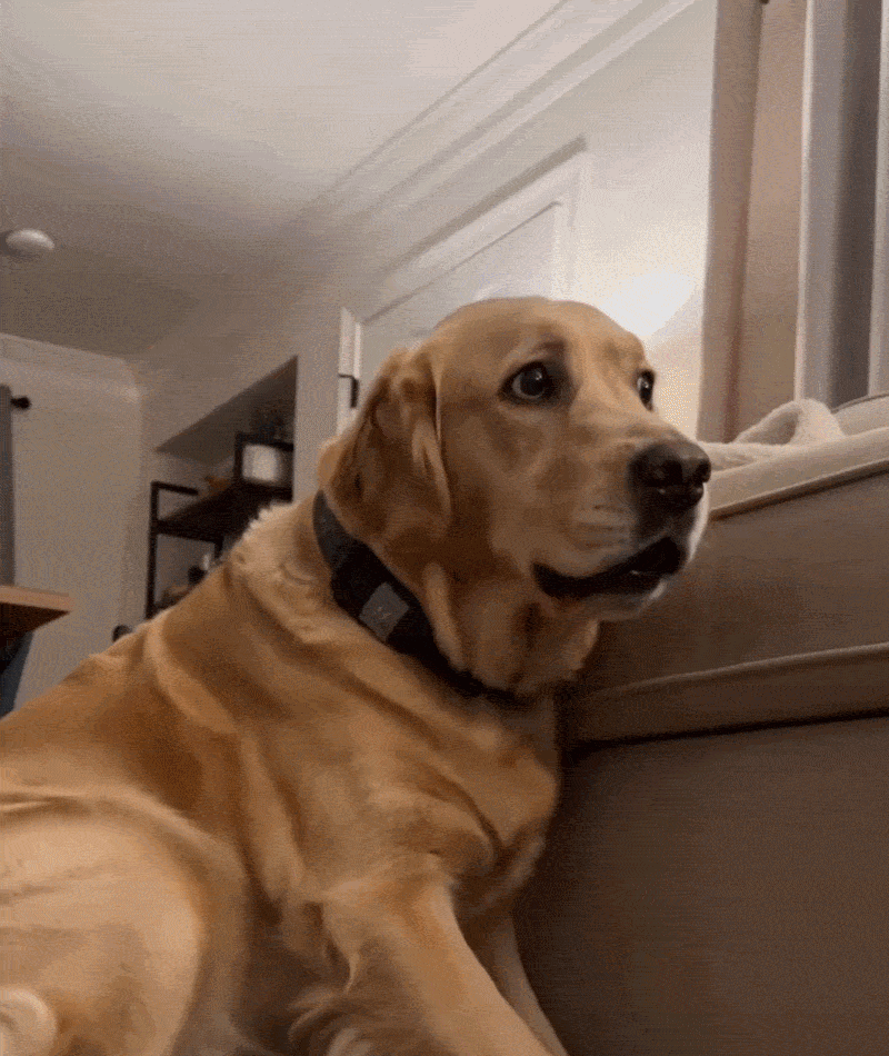 Dog wearing Ezvara noise cancelling ear wrap